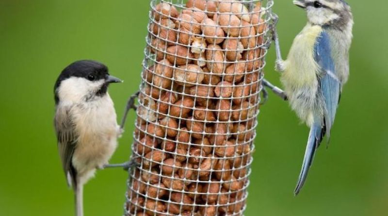 Bird Feeder Pole: The Ultimate Guide for Attracting Feathered Friends