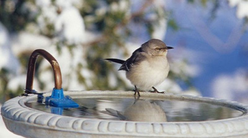 Heated Bird Bath: A Perfect Winter Oasis for Birds