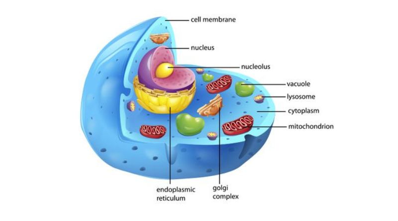 Plant Cell Model: Understanding the Building Blocks of Life